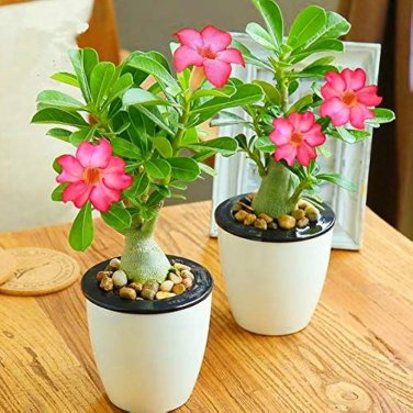Imported 'Dazzling Girl' Colorful Adenium Desert Rose 2 PCS Seeds