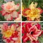 Imported 'Dazzling Girl' Colorful Adenium Desert Rose 2 PCS Seeds