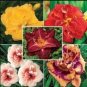 Imported 'Dazzling Girl' Colorful Adenium Desert Rose 2 PCS Seeds