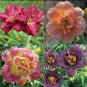 Imported 'Dazzling Girl' Colorful Adenium Desert Rose 2 PCS Seeds