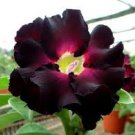 Imported 'Fire Lady' Black Red Desert Rose Adenium 2 PCS Seeds