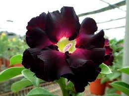 Imported 'Fire Lady' Black Red Desert Rose Adenium 2 PCS Seeds