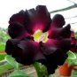 Imported 'Fire Lady' Black Red Desert Rose Adenium 2 PCS Seeds