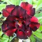 Imported 'Fire Lady' Black Red Desert Rose Adenium 2 PCS Seeds