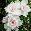Imported 'nobleness lady' Adenium Desert Rose 2 pcs Seeds