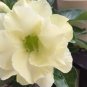 Imported 'nobleness lady' Adenium Desert Rose 2 pcs Seeds