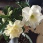 Imported 'nobleness lady' Adenium Desert Rose 2 pcs Seeds
