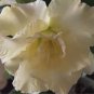 Imported 'nobleness lady' Adenium Desert Rose 2 pcs Seeds