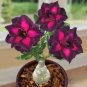 Imported 'mikonos girl' Adenium Desert rose 2 PCS Seeds