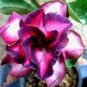 Imported 'mikonos girl' Adenium Desert rose 2 PCS Seeds