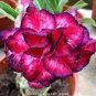 Imported 'mikonos girl' Adenium Desert rose 2 PCS Seeds