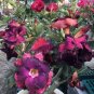 Imported 'mikonos girl' Adenium Desert rose 2 PCS Seeds