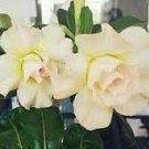 Imported 'Saint Huang' Adenium Desert rose 2 PCS Seeds