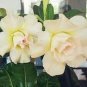 Imported 'Saint Huang' Adenium Desert rose 2 PCS Seeds