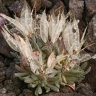 Imported 'Snow Princess' Succulent with Transparent Flowers 10 PCS Seeds