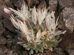 Imported 'Snow Princess' Succulent with Transparent Flowers 10 PCS Seeds