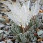 Imported 'Snow Princess' Succulent with Transparent Flowers 10 PCS Seeds