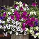 Imported Beautiful Hanging Bonsai Petunia 200 PCS Seeds