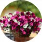 Imported Beautiful Hanging Bonsai Petunia 200 PCS Seeds