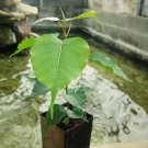 Imported Bodhi Tree Religiosa Potted Garden Moraceae Perennial 10 PCS Seeds