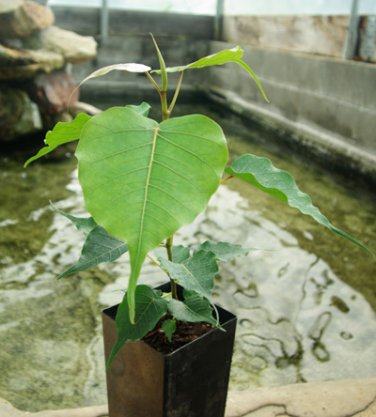 Imported Bodhi Tree Religiosa Potted Garden Moraceae Perennial 10 PCS Seeds