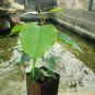 Imported Bodhi Tree Religiosa Potted Garden Moraceae Perennial 10 PCS Seeds