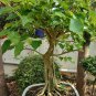 Imported Bodhi Tree Religiosa Potted Garden Moraceae Perennial 10 PCS Seeds