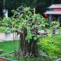 Imported Bodhi Tree Religiosa Potted Garden Moraceae Perennial 10 PCS Seeds