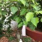 Imported Bodhi Tree Religiosa Potted Garden Moraceae Perennial 10 PCS Seeds