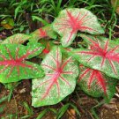 Imported Caladium Plant Outdoor & Indoor Perennial Flowers 200 PCS Seeds