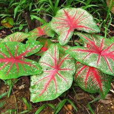 Imported Caladium Plant Outdoor & Indoor Perennial Flowers 200 PCS Seeds