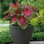 Imported Caladium Plant Outdoor & Indoor Perennial Flowers 200 PCS Seeds