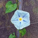 Imported Dark Blue Light Blue Stripe Morning Glory 10 PCS Seeds