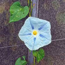 Imported Dark Blue Light Blue Stripe Morning Glory 10 PCS Seeds