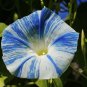 Imported Dark Blue Light Blue Stripe Morning Glory 10 PCS Seeds