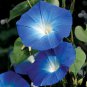 Imported Dark Blue Light Blue Stripe Morning Glory 10 PCS Seeds