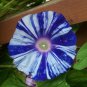 Imported Dark Blue Light Blue Stripe Morning Glory 10 PCS Seeds