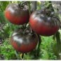 Imported European Black Big Tomato 300 PCS Seeds
