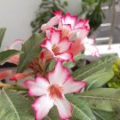 Imported 'sunset glow' Adenium Desert Rose 2 PCS Seeds