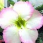 Imported 'sunset glow' Adenium Desert Rose 2 PCS Seeds