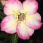 Imported 'sunset glow' Adenium Desert Rose 2 PCS Seeds
