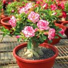 Imported 'whirlwind' Adenium Desert Rose 2 pcs Seeds