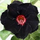 Imported 'Widtge' Black Hot Fire Adenium Dedert Rose 50 PCS Seeds