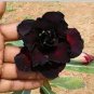 Imported 'Widtge' Black Hot Fire Adenium Dedert Rose 50 PCS Seeds