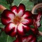 Imported 'Widtge' Black Hot Fire Adenium Dedert Rose 50 PCS Seeds