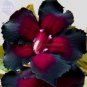 Imported 'Widtge' Black Hot Fire Adenium Dedert Rose 50 PCS Seeds