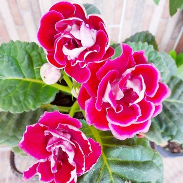 Imported Gloxinia Plant Perennial Sinningia Gloxinia 200 PCS Seeds