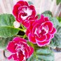 Imported Gloxinia Plant Perennial Sinningia Gloxinia 200 PCS Seeds