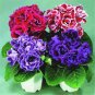 Imported Gloxinia Plant Perennial Sinningia Gloxinia 200 PCS Seeds