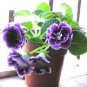 Imported Gloxinia Plant Perennial Sinningia Gloxinia 200 PCS Seeds